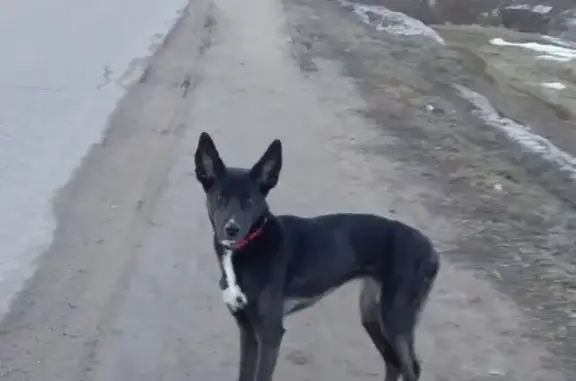 Найдена собака в деревне Божонка, Новгородская область