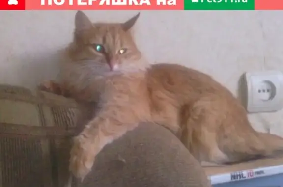 Пропала кошка Мася на Ворошилова 32 в Рыбинске