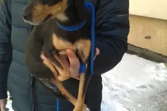 Найдена собака в Купчино, Санкт-Петербург.