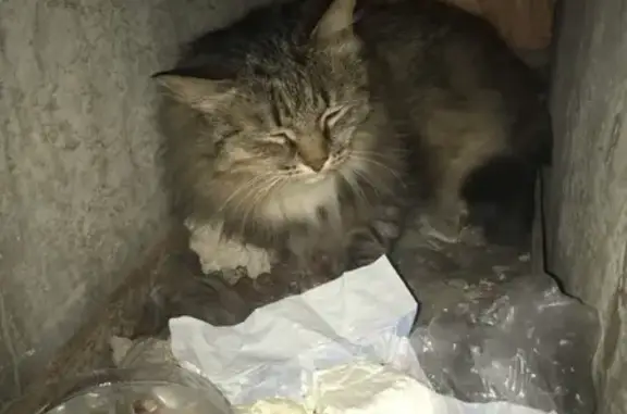 Найдена кошка на б-ре Гая в Тольятти