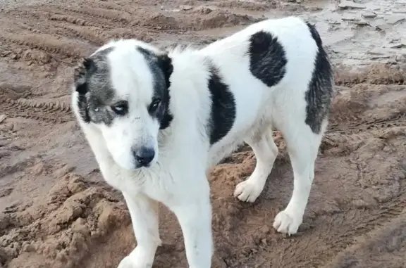 Пропала собака в Дзержинском районе, Волгоград