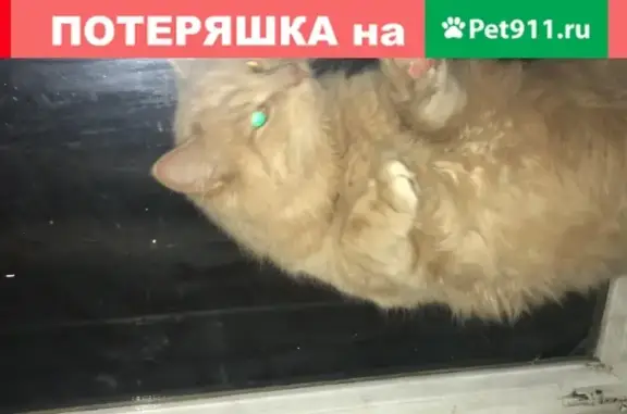 Пропала кошка Пушистый рыжий кот в Пушкино, МО, 3-й Акуловский проезд
