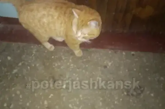 Найдена кошка на улице Республиканской в Новосибирске