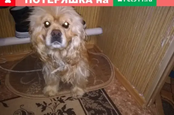 Пропала собака на ул. Маяковского в Севске, вознаграждение за находку