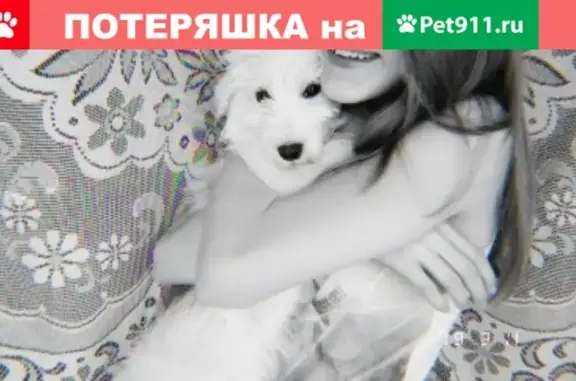 Пропала собака в Томске, белая, маленького роста, пугливая, с черным ошейником.