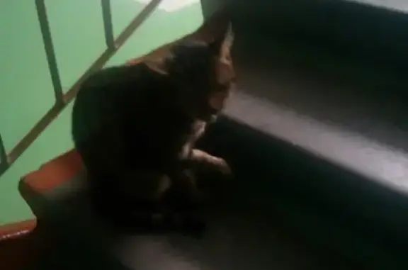 Найдена кошка на Ломоносова 10