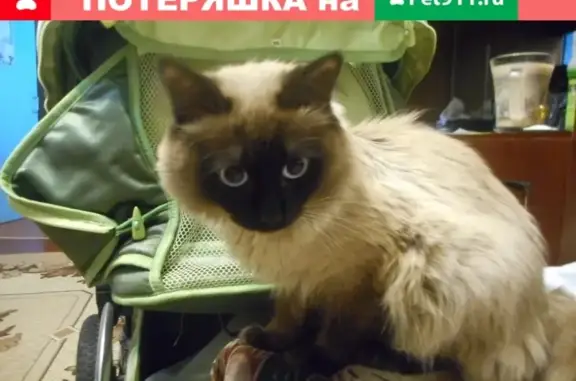 Пропала кошка в Златоусте, 3мкр-не Гагарина