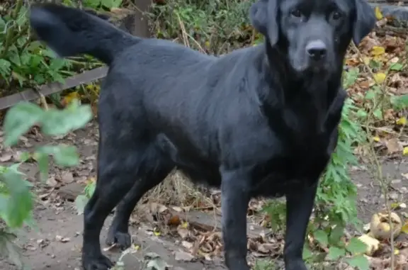 Найдена собака Чуча, лабрадор черного окраса, ул. Череповецкая 1а, Волгоград.