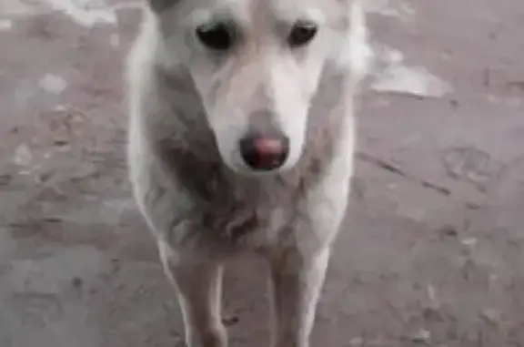 Найдена потерявшаяся собака на ул. Магистральная, Пермь
