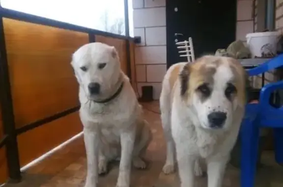 Пропали 2 собаки в Радица Крыловка, Брянск