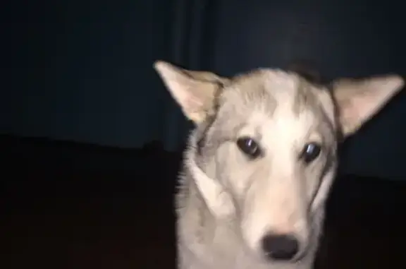 Найдена домашняя собака в Ульяновске