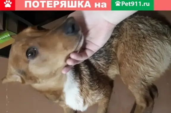 Найден рыжий пёс в центре Екатеринбурга
