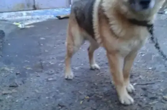 Найден пес на улице Исакова, г. Березовский (Т. Русакова)