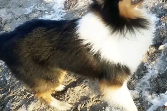 Пропала собака в Таганроге, район Чехова. #Котопес_Потерянные