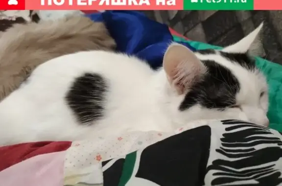 Пропала кошка, ул. Катаева 37а