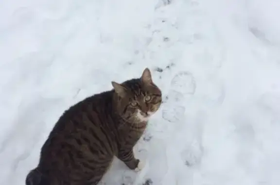 Пропала кошка на ул. Скульптурной, Орёл.