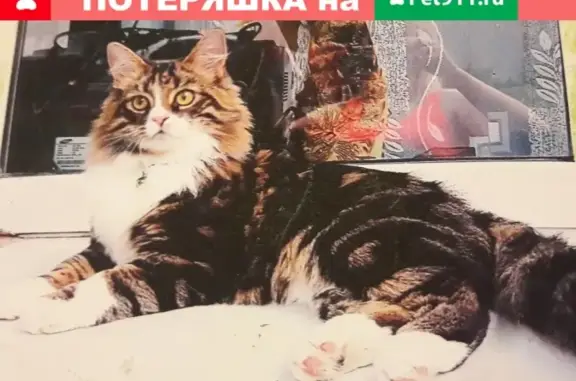 Пропала кошка с ошейником на Глазынинской улице 24