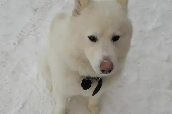 Собаки потеряшки, Будихино, фото: Потеряшка собака в Костромском районе!