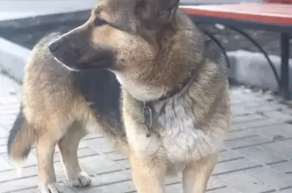 Найдена собака на улице Ленина в Курске