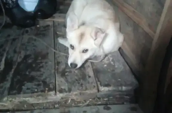 Собака ищет дом в Ярославле