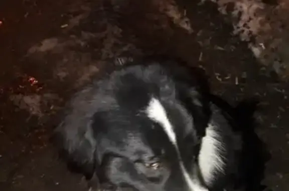 Собака в ошейнике найдена в Ногинске, пос. Октября