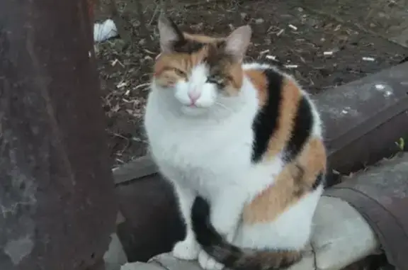 Найдена кошка на улице Чайковского, ищем хозяина!
