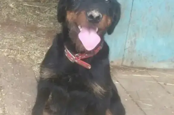 Пропала собака в районе Вологды, нужна помощь!