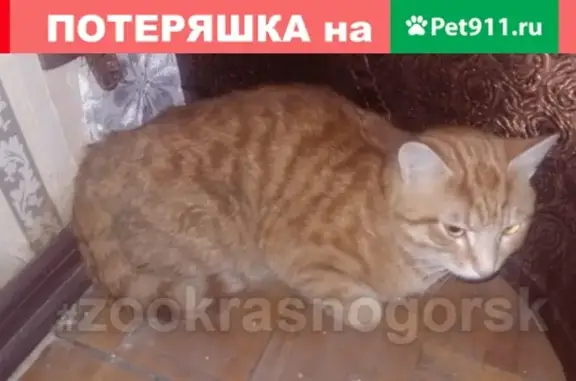 Найдена кошка на Карбышева 29 к 1