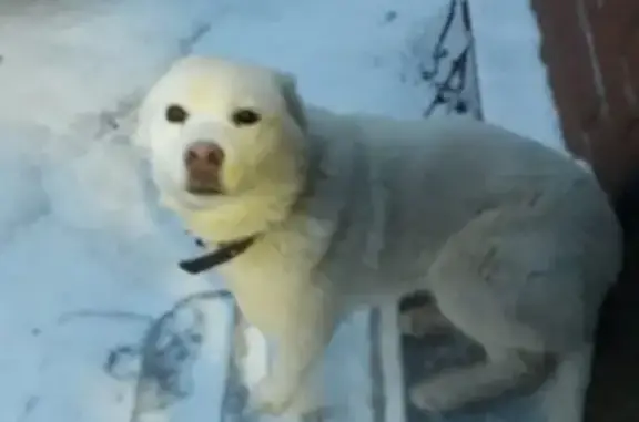Пропала собака АРЧИ в Ноябрьске, Ямало-Ненецкий АО