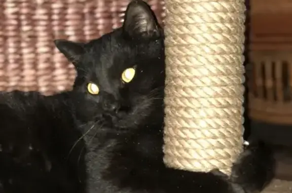 Пропала чёрная кошка в Рузе, Московская область