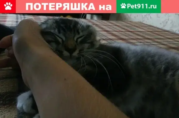 Пропала кошка в Мамоново, Калининградская область