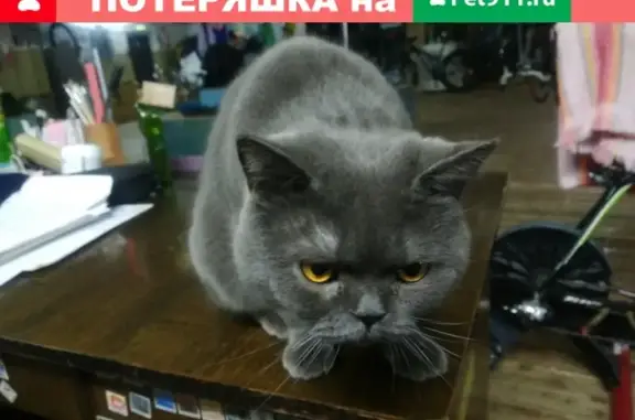 Пропал кот Британец в Нефтекамске, Республика Башкортостан