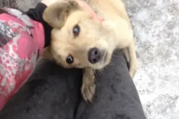 Найдена собака Диана в Кемерово