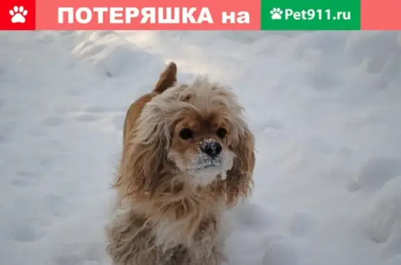 Пропала собака Филя в Шкодино, Курган.