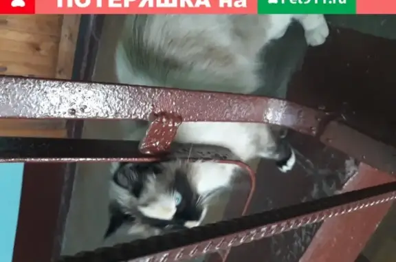 Болтливая кошка на Гражданском проспекте