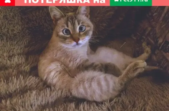 Пропала кошка по адресу Оренбургский тракт 2, Казань.