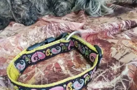 Найдена собака на трассе Руза-Новорижское шоссе, японский хин/пекинес, черно-белый окрас
