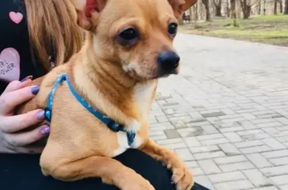 Пропала собака Жора на улице Вишнёвой, Симферополь