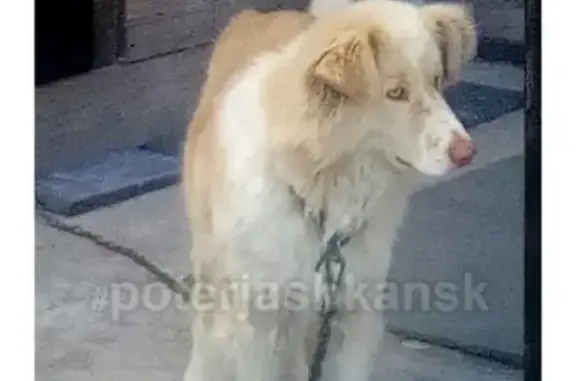 Пропала собака на Бердском шоссе в Новосибирске
