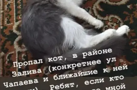 Пропала кошка в Каслях, Челябинская область