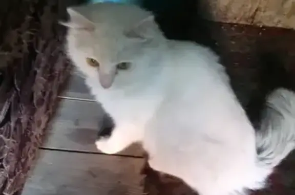 Пропала кошка: Белый пушистый хвост с рыжим отливом, Пенза