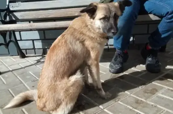 Собака найдена в Сарове, Нижегородская область