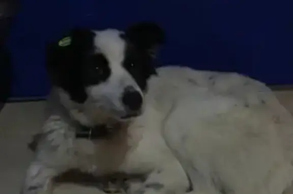Пропала собака в Клине с чипом на ушке
