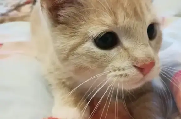 Кошки потеряшки, Москва, фото: Потеряшка кошка на улице Вяземская, Можайский район.