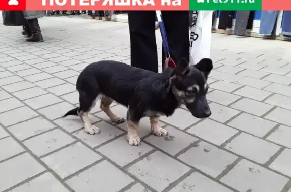 Найдена собака в Новомосковске