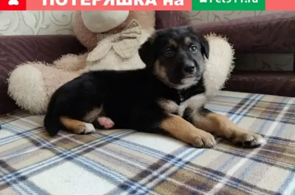 Найдена собака в Раменском, Московская обл.