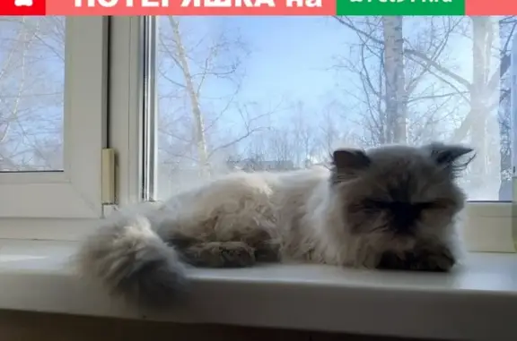 Найдена кошка в Брянске, Советский район, возле Самолёта (Линия 1)