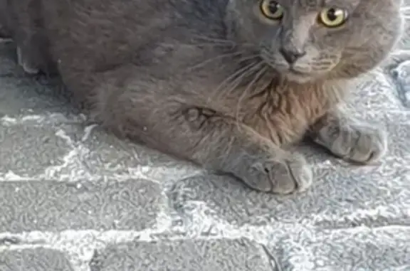 Найдена кошка в Новороссийске, находится в магазине 