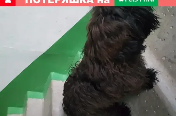 Найдена собака на Сибирской улице 17А, ищем хозяев