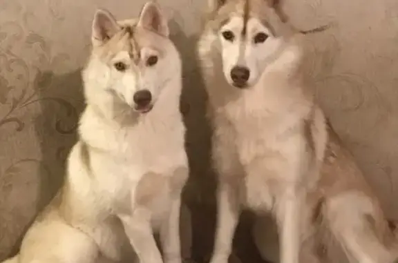 Пропали две собаки породы сибирский хаски в Сургуте